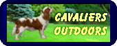 cavaliers outdoors